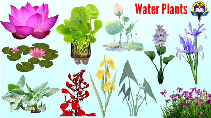 Water Plants Vocabulary | Aquatic Plants Name In English | Easy English Learning Process - DayDayNews