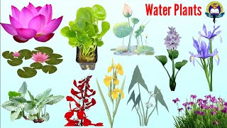 Water Plants Vocabulary | Aquatic Plants Name In English | Easy English Learning Process screenshot 4