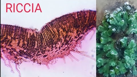 BSC BOTANY PRACTICAL - RICCIA