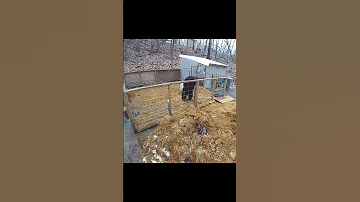 Свинья против медведя