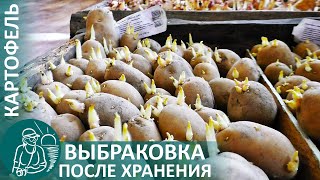 🥔 Подготовка картофеля к посадке — выбраковка перед проращиванием по технологии Гордеевых