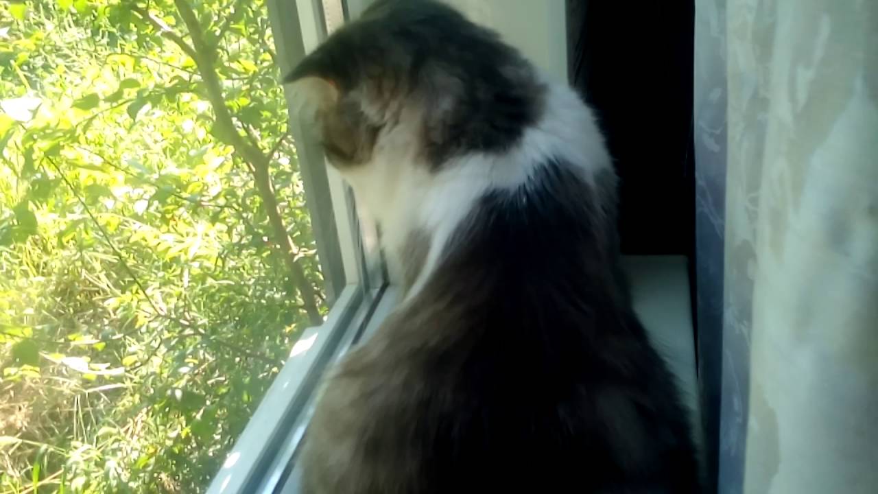 Что нужно есть кошкам и что нельзя? - YouTube