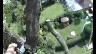 Ash tree removal part 2