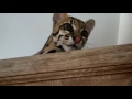 Ocelot likes highest place