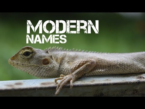 girl-reptile-pet-names-starting-with-u---youtube