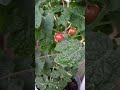 сорян за бардочек. домашние - комнатные помидоры