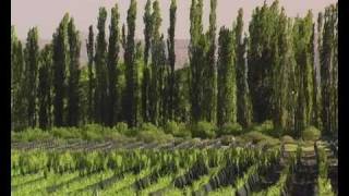 Algodon Wines