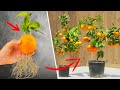 Easy grafting tips aloe vera and eggs for better gardening  how to growing oranges