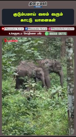 குடும்பமாய் வலம் வரும் காட்டு யானைகள்!