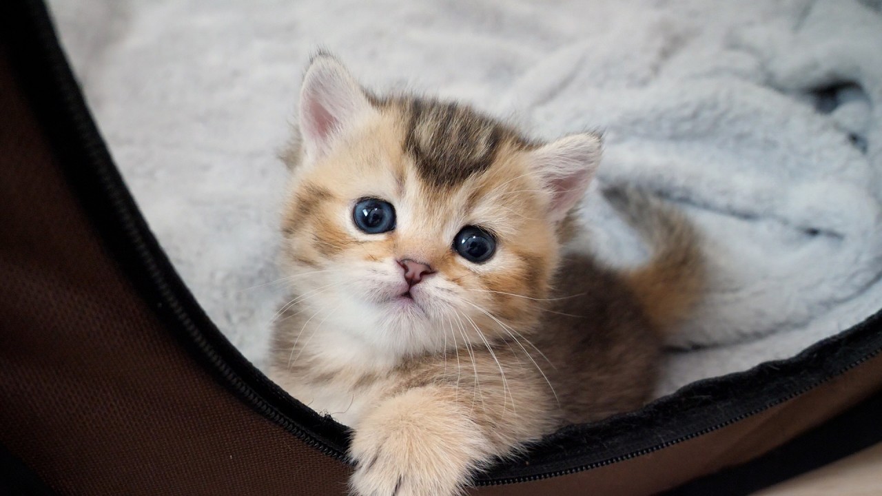 Cute kitten desperate for attention from its owner...