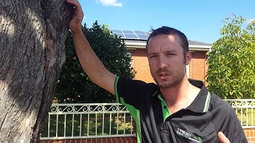 How to identify and manage poor structure in trees visit www.treefx.com.au for more of our videos