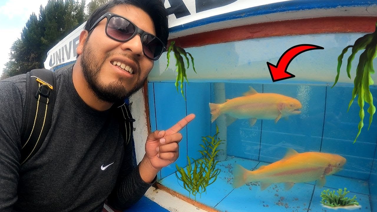 Esta es la famosa TRUCHA DORADA | Piscicultura de Chucuito, Puno