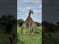 two giraffes fighting over territory