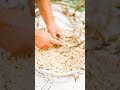 Grain      #Shorts