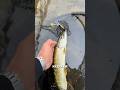 Angeln auf Barsch eskaliert, alles voller Hechte!! #angeln #hecht #barschangeln #catchandrelease