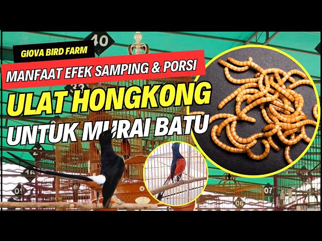 MANFAAT EFEK SAMPING & PORSI ULAT HONGKONG UNTUK MURAI BATU class=