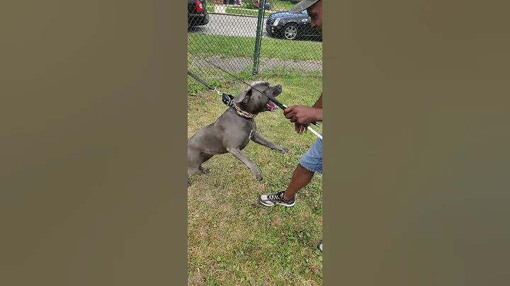 IVY ON THE ATTACK 🤯😱🤯