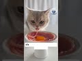 Esta es su COMIDA FAVORITA 😋😺 #curiosofeliz #curiosidades #feliz #gatos #gatosfelizes