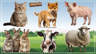 Animal Sounds and Funny Animal Videos: Pig, Dog, Cat, Rabbit, Cow, Sheep by Animals Planet 402 views 6 hours ago 32 minutes