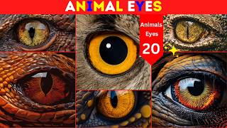 Animal Eyes