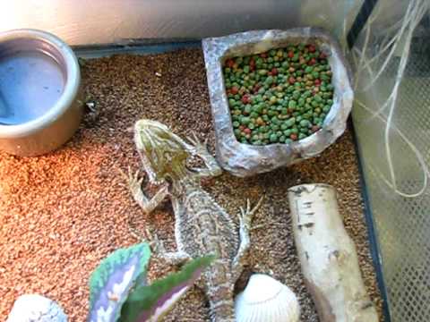 eating crickets while pregnant