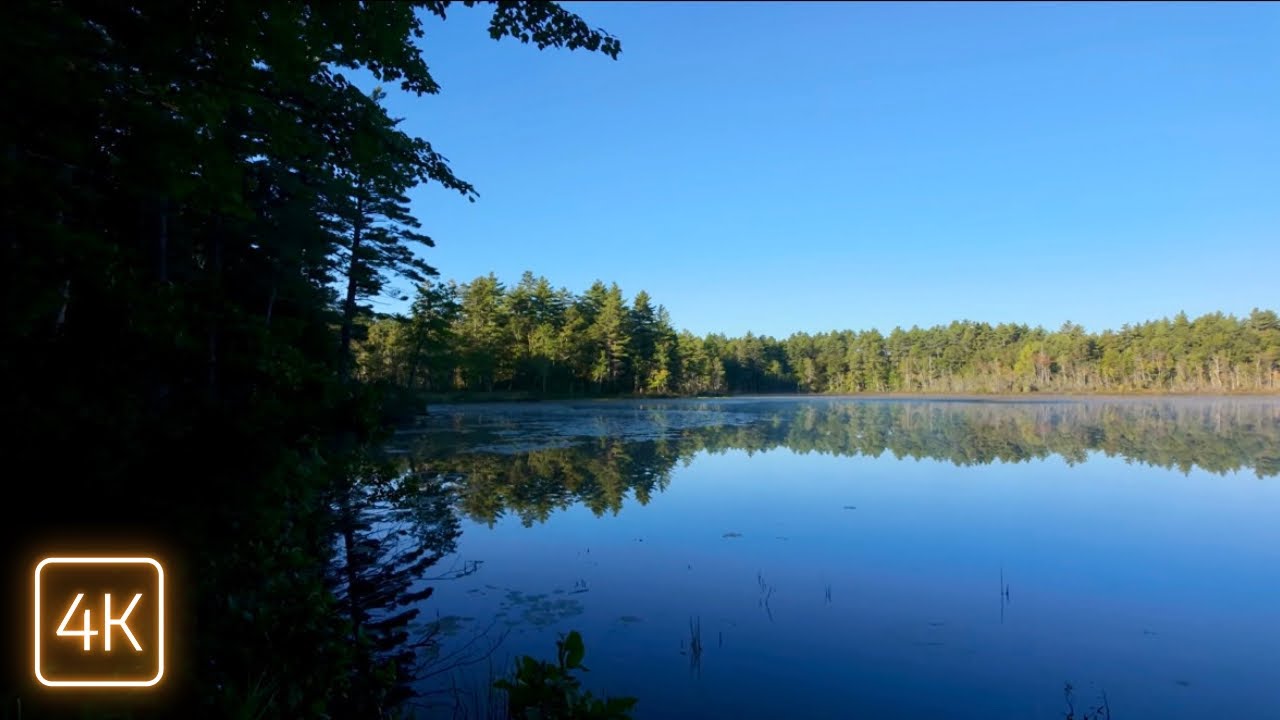 Calm Forest Walk in Maine | Unexpected Porcupine Encounter and Pond Discovery