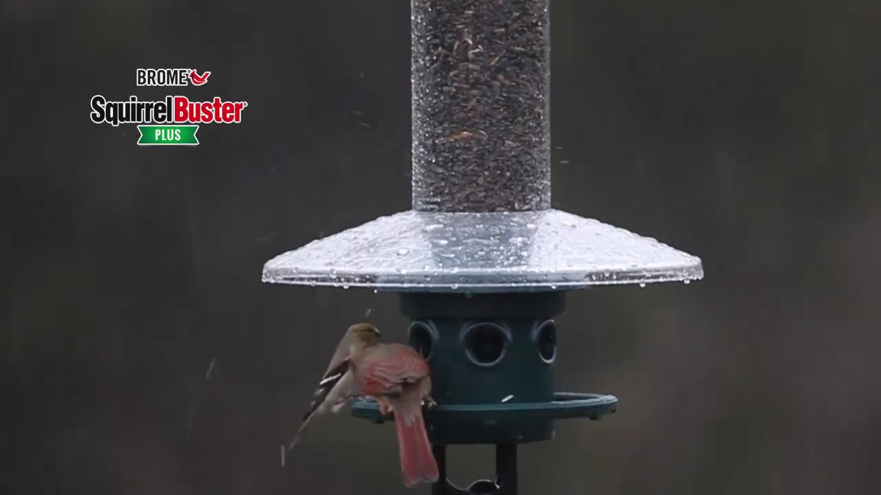 How to Adjust a Squirrel Buster Bird Feeder: Quick Tips
