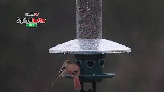 Squirrel Buster Plus Wild Bird Feeder
