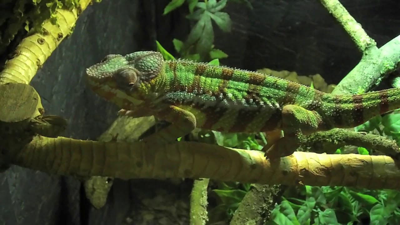 Birds and Reptiles - YouTube