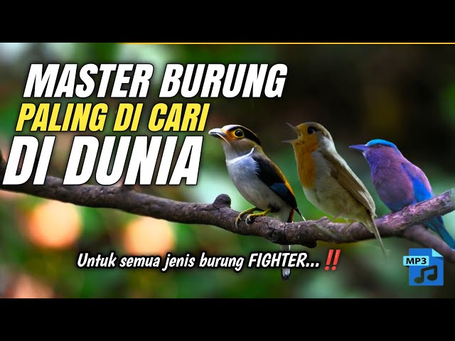 MASTER BURUNG PALING EDAN‼️‼️‼️ class=