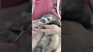 Cut the ferret&#39;s claws with a nail clipper  ferret videos #shorts