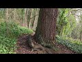 Dobson McFadden Trail Chehalis Walk Part 1 January 17, 2026