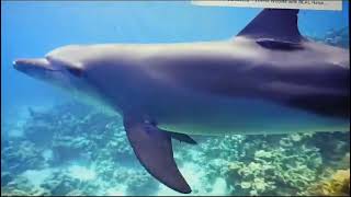 Tranquil Depths: The Soothing Sounds of Nature & the Undersea World 🌊✨