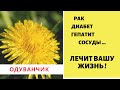 Одуванчик - эликсир жизни. ЛЕЧИТ РАК, ДИАБЕТ, ГЕПАТИТ.