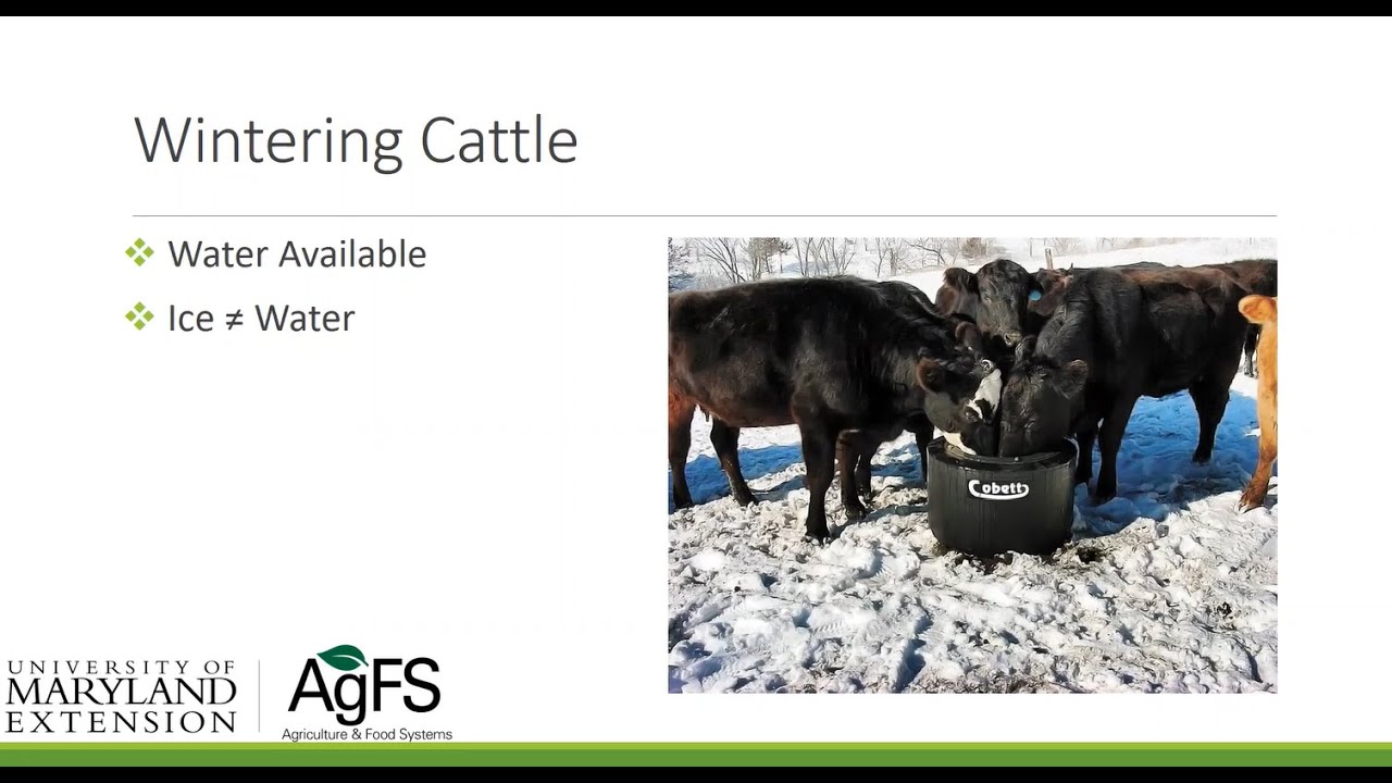 Wintering Cows and Bulls - YouTube