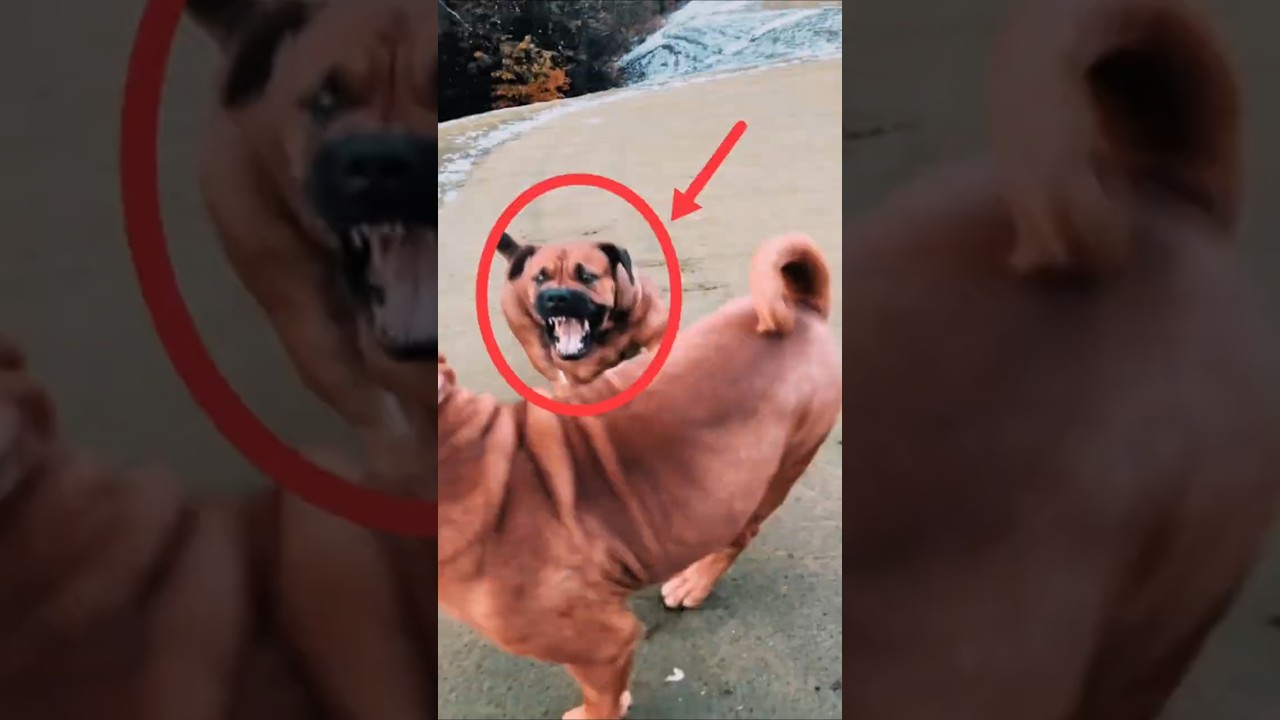 Top 5 Dogs with Most Powerful Bites 