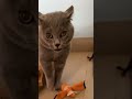 Cat Singing Cat Cute Cutecat Catlover Cutecats Great Fluffy Adorablecats Funny Funnycute Cat Singing Cat Cute Cutecat Catlover Cutecats Great Fluffy Adorablecats Funny Funnycute