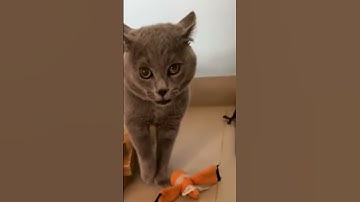 Thumbnail of cat singing #cat #cute #cutecat #catlover #cutecats #great #fluffy #adorablecats #funny #funnycute