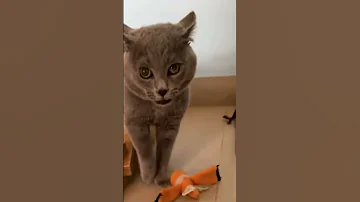 Cat Singing Cat Cute Cutecat Catlover Cutecats Great Fluffy Adorablecats Funny Funnycute 