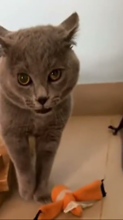 cat singing #cat #cute #cutecat #catlover #cutecats #great #fluffy #adorablecats #funny #funnycute