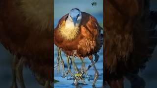 Download Lagu Nature's Best Dads: The Jacana Bird That Does Everything. #documentary#usashorts#fyp MP3 Download Lagu Nature's Best Dads: The Jacana Bird That Does Everything. #documentary#usashorts#fyp MP3