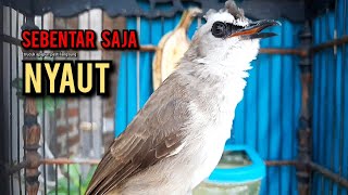 trucukan gacor TARUNG ROPEL PANJANG pancingan trucukan agar bunyi jadikan burung trucuk gacor NYAUT