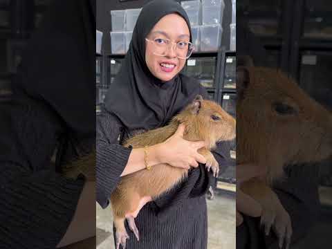 CAPYBARA 🦫🐻