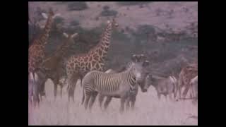 動物映像大百科　第5巻　鳥類2　A面2 東京シネマ新社製作