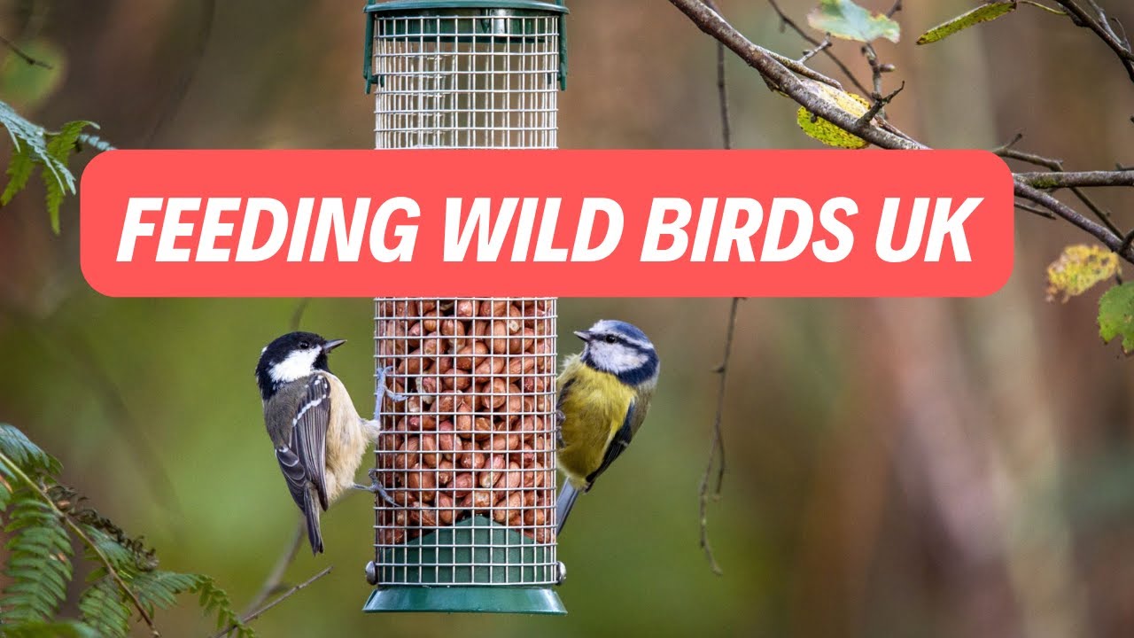 Feeding Wild Birds UK YouTube