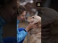 Why Dogs Are the BEST: Emotional Support &amp; More! #shorts
