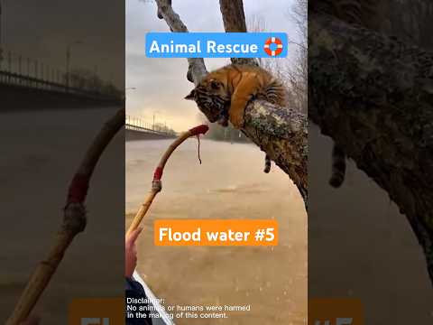 Dramatic Rescue Of Animals From Flood Water 5 