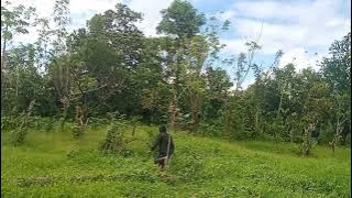pikat burung kepodang teman' cara merakit menggunakan lidi Alhamdulillah menghasilkan 2 poin teman'