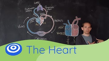 The Heart - GCSE science, Biology (9-1)