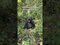 GORILLA TREKKING IN UGANDA #visituganda #gorillasafari #exploreuganda #monkey #fkcarrentaluganda